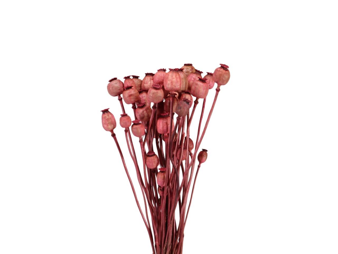 Mohnköpfe D3,5-4,5cm pink