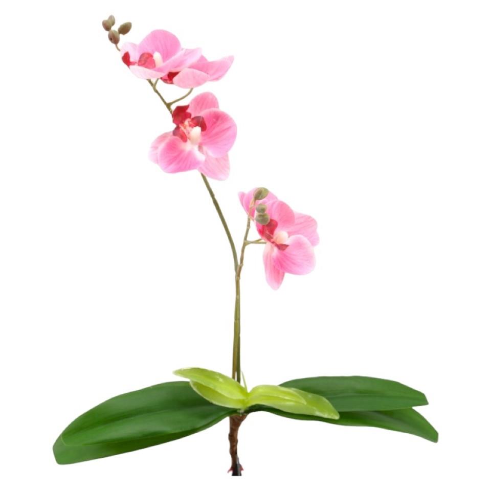 Phalaenopsis m. Blätter rosa H35cm