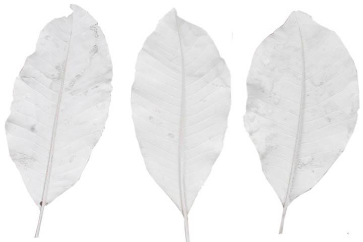 Langes Blatt D15cm L30-35cm white washed
