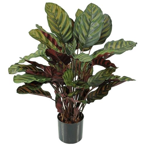 Calathea Makoyana i. Topf 67 cm rot-grün