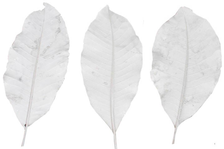 Langes Blatt white washed