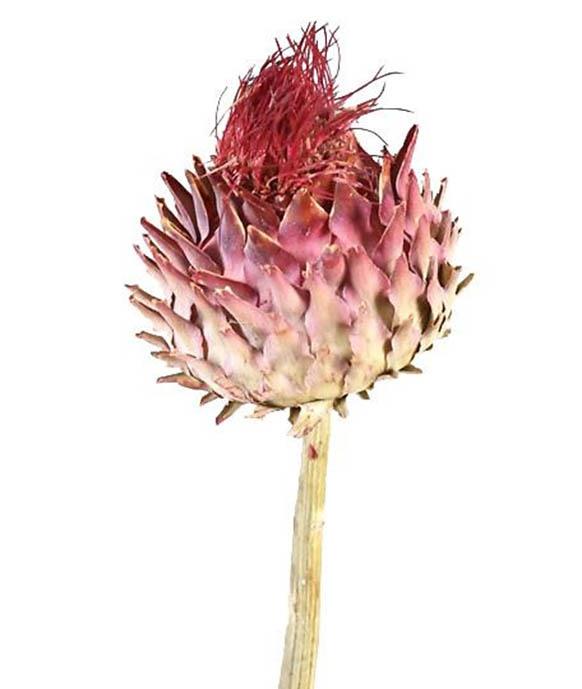 Cardoni Cynara D7-9L25-30cm natur-rosé