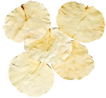 Hoja Blätter D13cmH13cm gebleicht