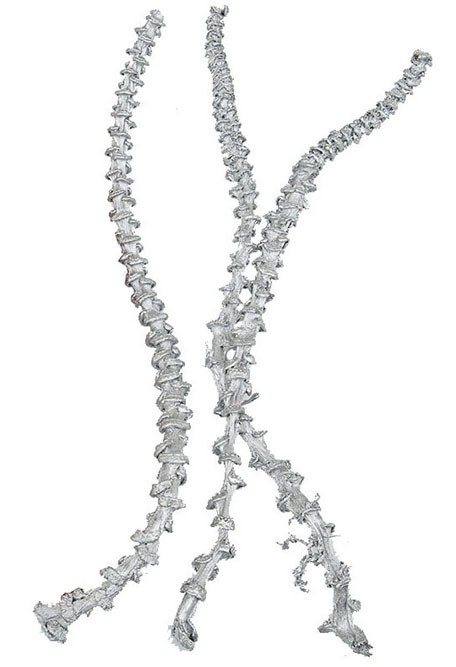 Bananenstiel white washed