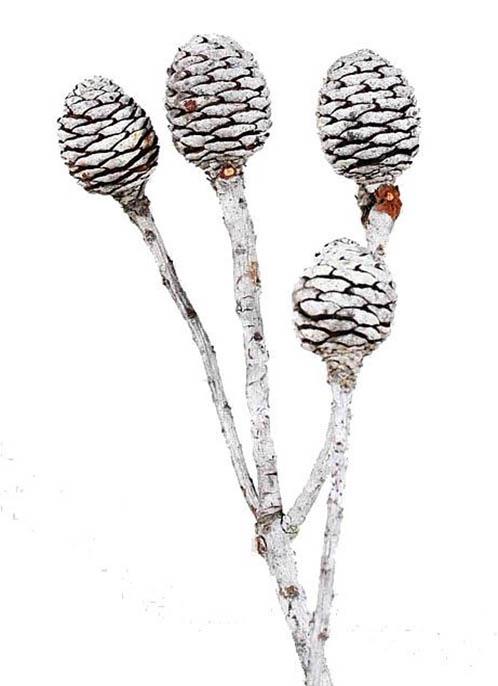 Murii Zweig 5+ Köpfe natur