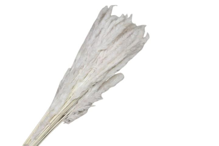 Mini Pampas weiß01 100gr.