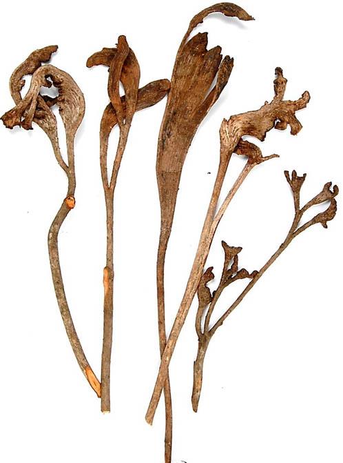 Geweihholz lackiert natur groß