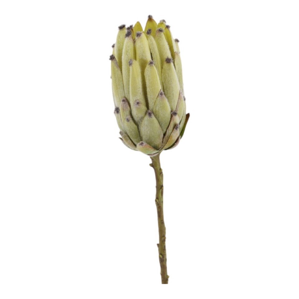 Protea grün-beflockt L52cm