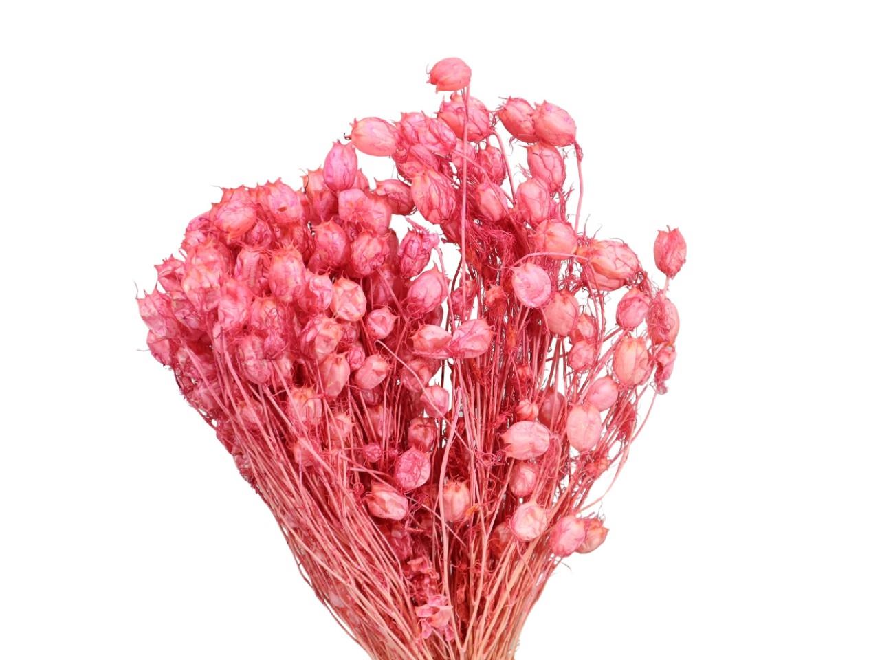 Nigella Orientalis 100gr. zartrosa