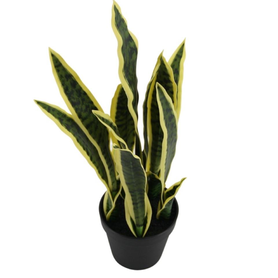 Sansevieria im Topf grün-gelb H50cm
