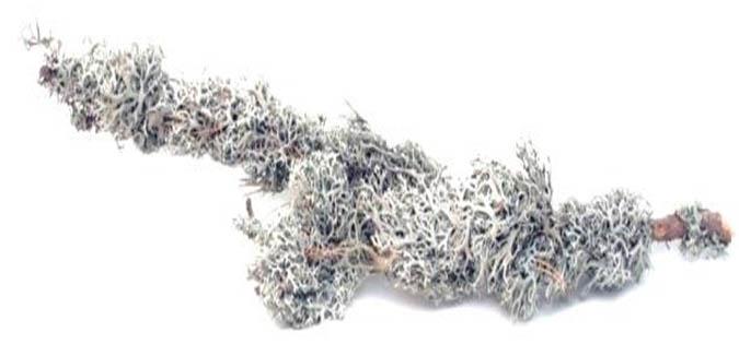 Grey Moos Brunch 60x30x20cm Box natur