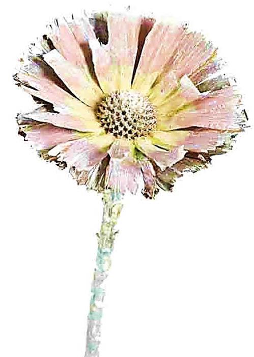 Protea geschnitten 8-9cm grün frosted