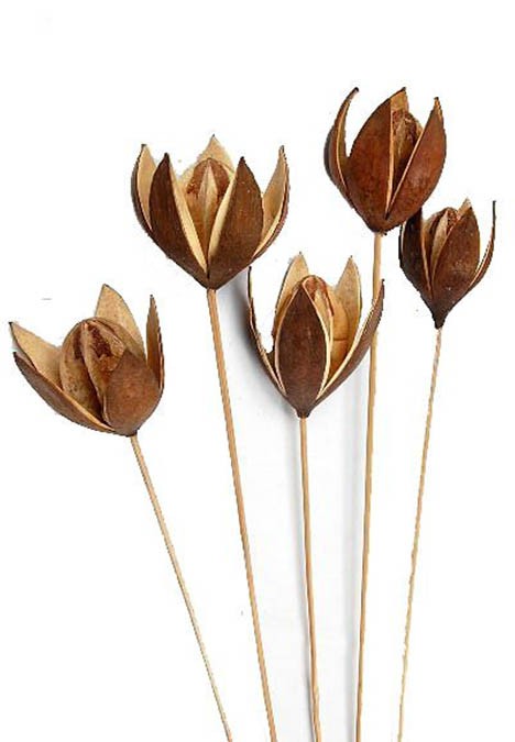 Wildlilie natur gestielt