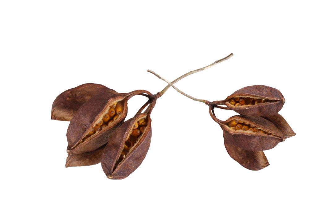 Brachyciton natur 1,5 kg