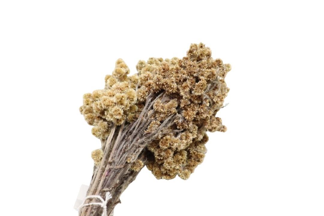 Blume Immortelle +/- 50cm 80gr. SP