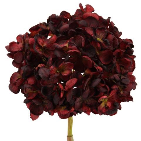 Hortensie dry look burgund-schwarz L60cm