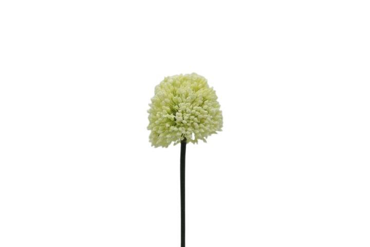 Allium 65cm cream-grün