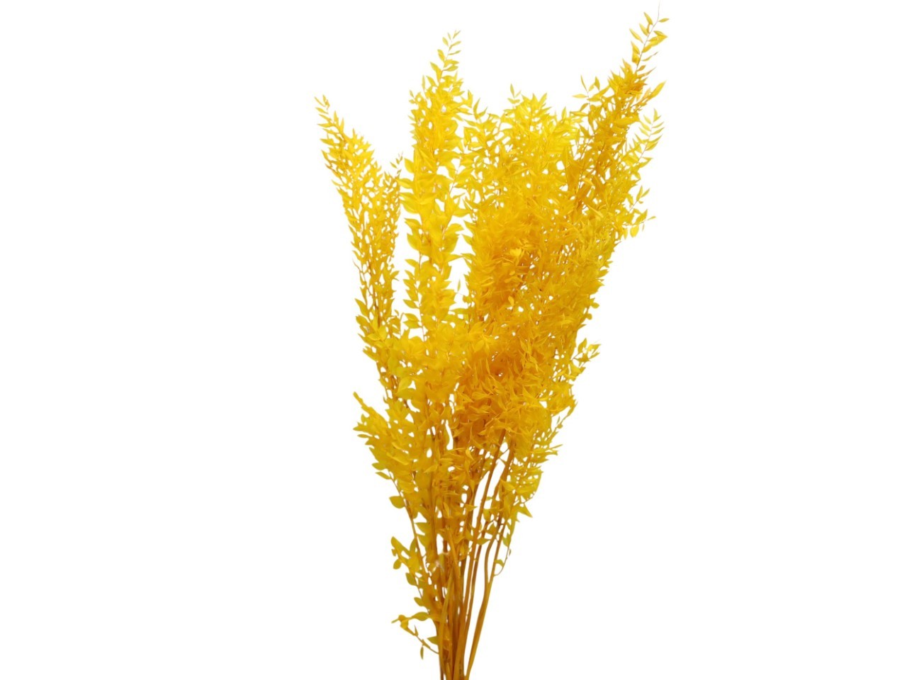 Ruskus 400gr. goldgelb03