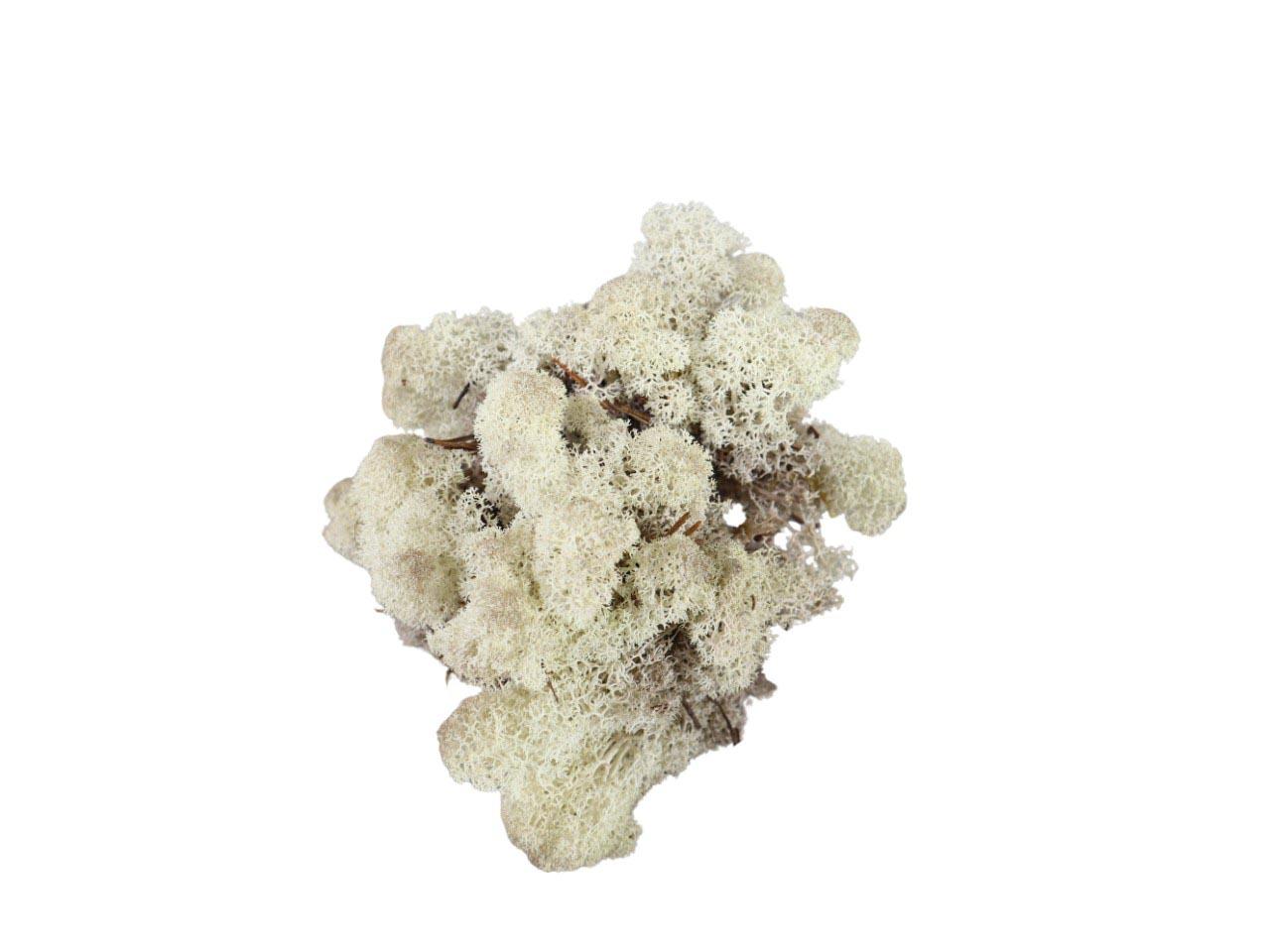 Islandmoos 500gr. misty weiß