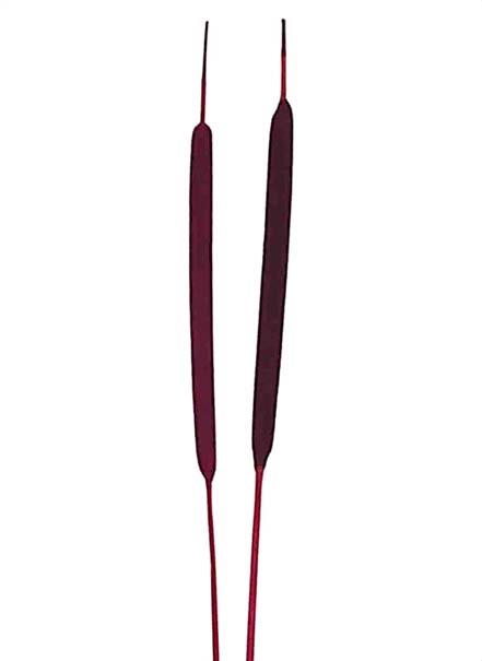 Schilfkolben D0,8-1,3H20-25cmL50cm brombeer