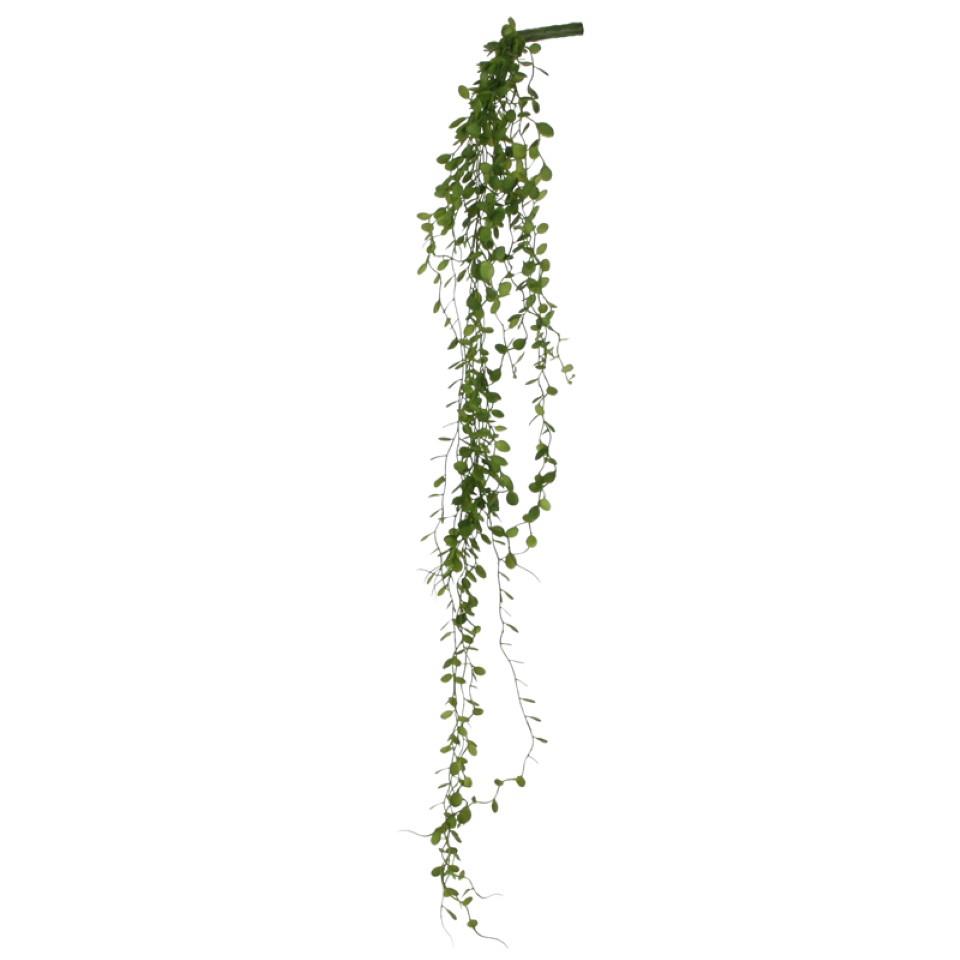 Dischidia hängend grün L80cm NETTO