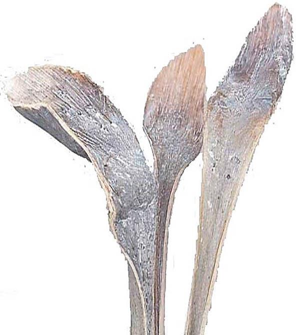 Hornspeer white washed langer Stiel