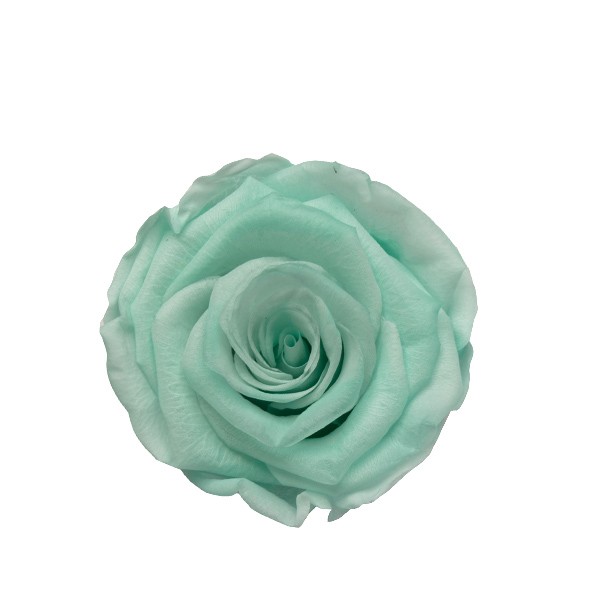 Rose "Extra" stabilisiert Majestic Light Mint NETTO