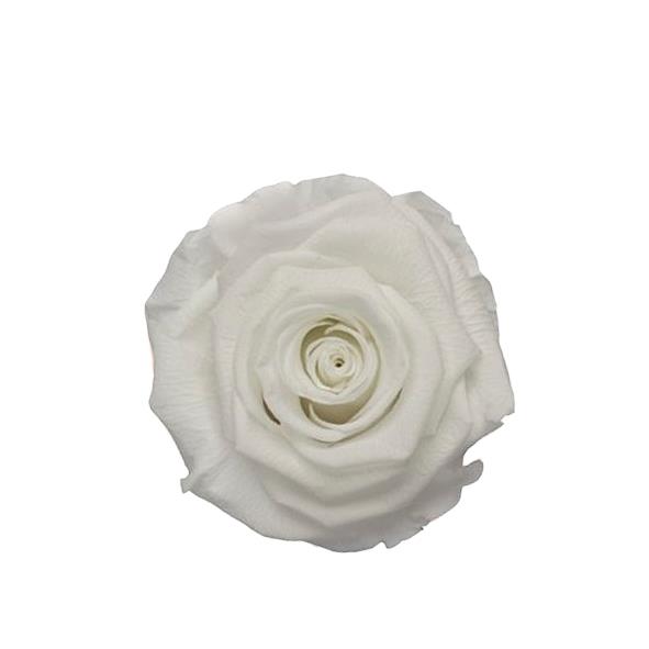 Rose "Extra" stabilisiert H6cmD6,5cm Angelical weiß NETTO