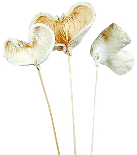 Badam gestielt D8-10H7-9L40cm gebleicht