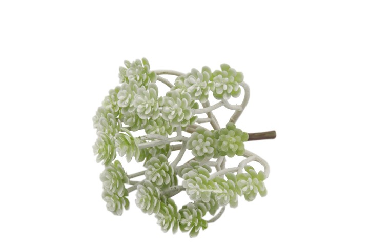 Echeverie 15cm weiß-grün