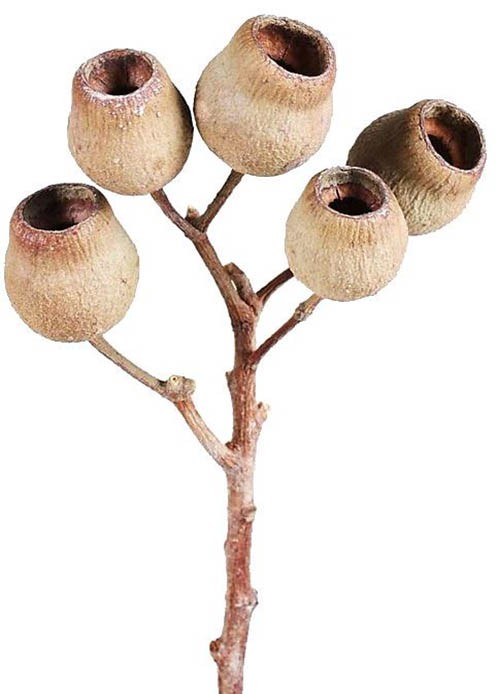 Eucalyptusglockenzweig D4-5L30-40cm natur