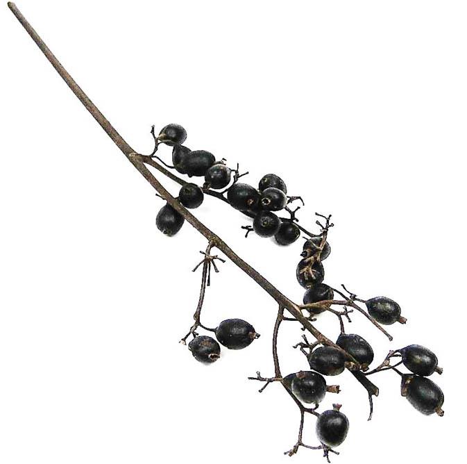 Schwarzbeerenzweig lackiert