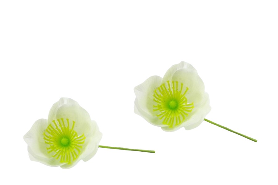 Christrose Astica weiss D7cm