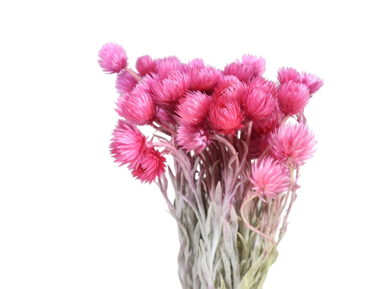 Capblumen zartrosa Bund 50gr.