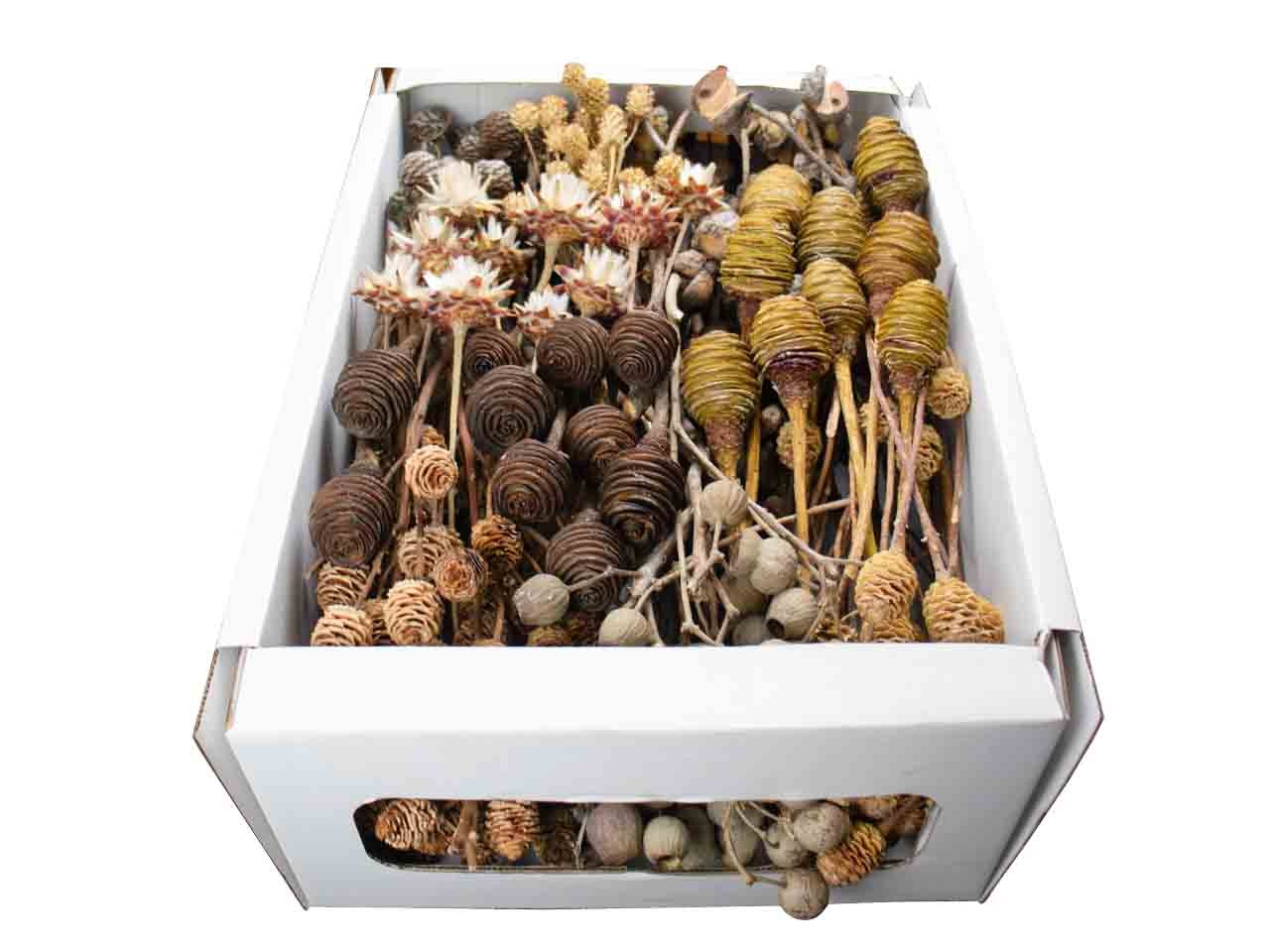 Exotensortiment Leucodendron XL natur