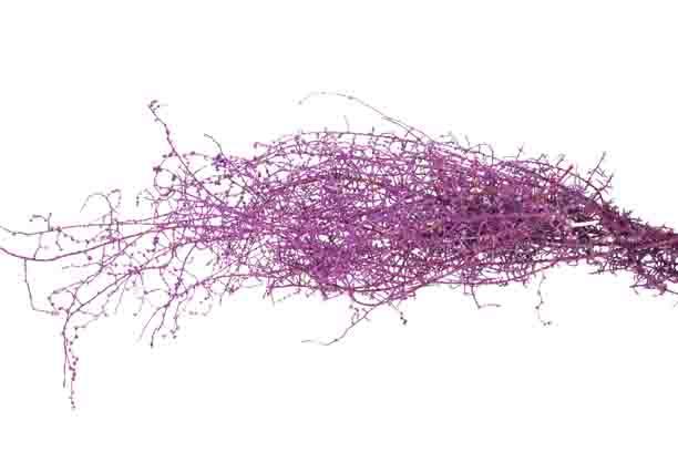 Stoebe L35-40cm 150gr. brombeer frosted