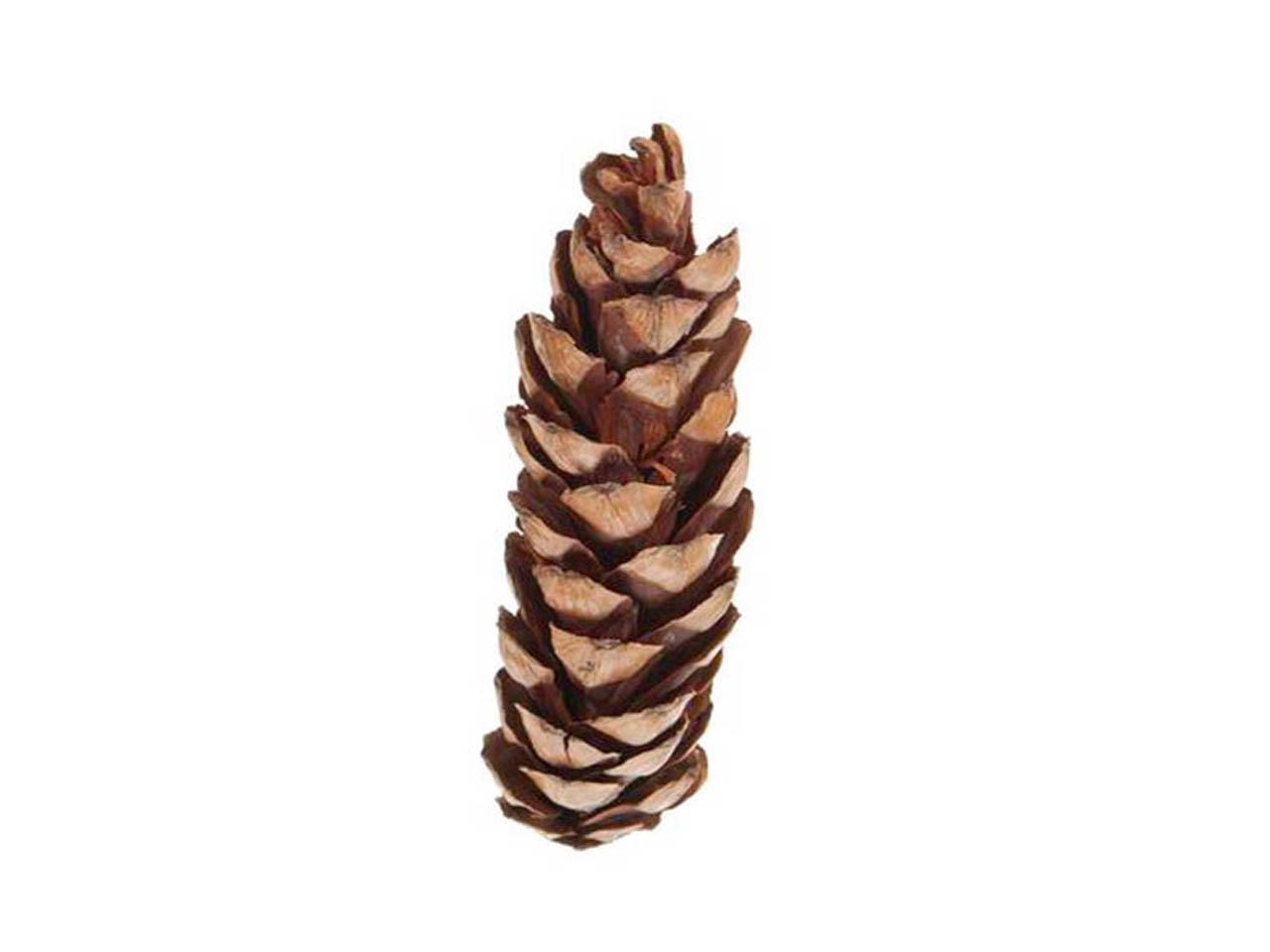 Zapfen Strobus L10/15 natur lackiert Original
