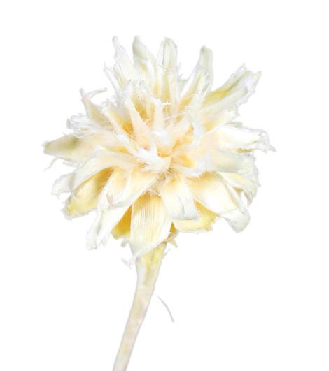 Leucospernum x1 D5-6L35-40cm gebleicht