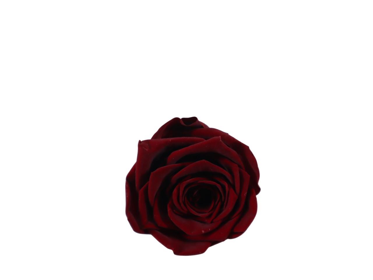 Rosenkopf konserviert H 5,5 cm D 6 cm weinrot NETTO
