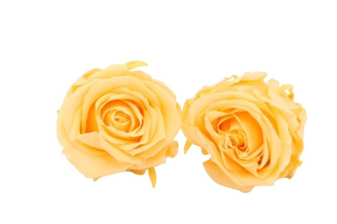 Rose stabilisiert H 5,5 cm D 5,5 cm Peach NETTO
