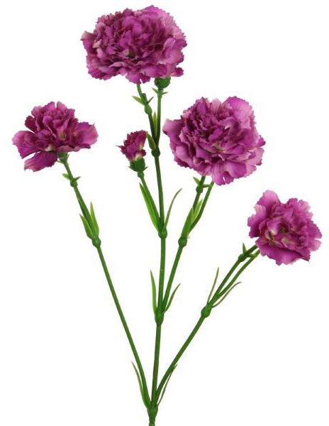 Spray-Nelke x9 purple 62cm