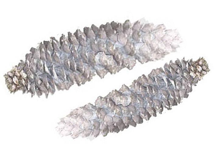 Zapfen Fichte white washed 10kg