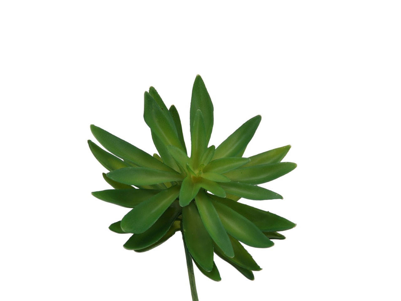 Aeonium Sukkulente grün D14cm