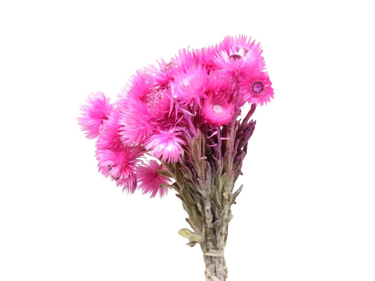 Capblumen hellrosa L30-40cm Bund 50gr.