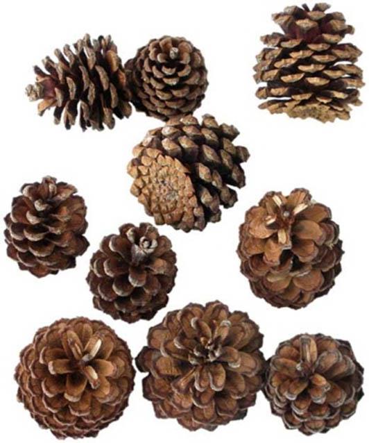 Zapfen Pinus Mugo D3-5cm natur 1kg