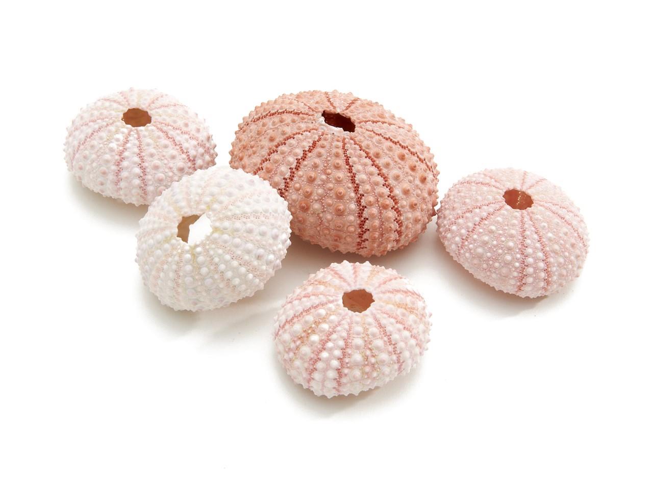 SeeIgel Pink Urchin rose 250gr.