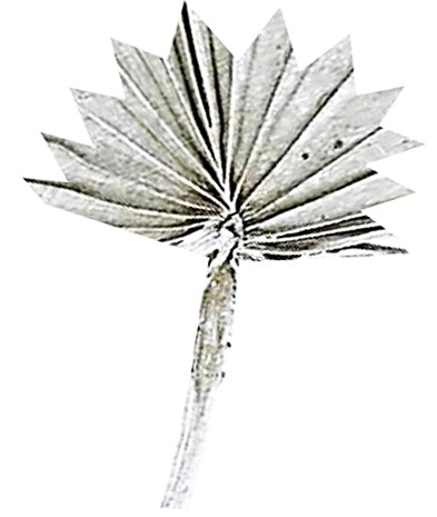 Palmspeer Sun Cut mixed white washed