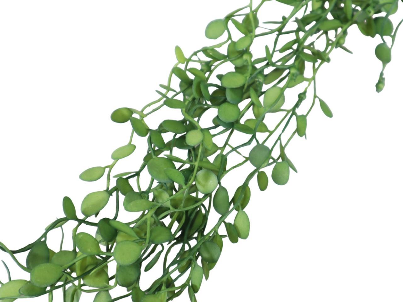 Dischidia hängend grün L80cm
