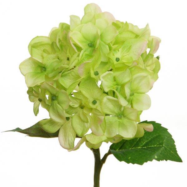 Hortensie 36cm grün