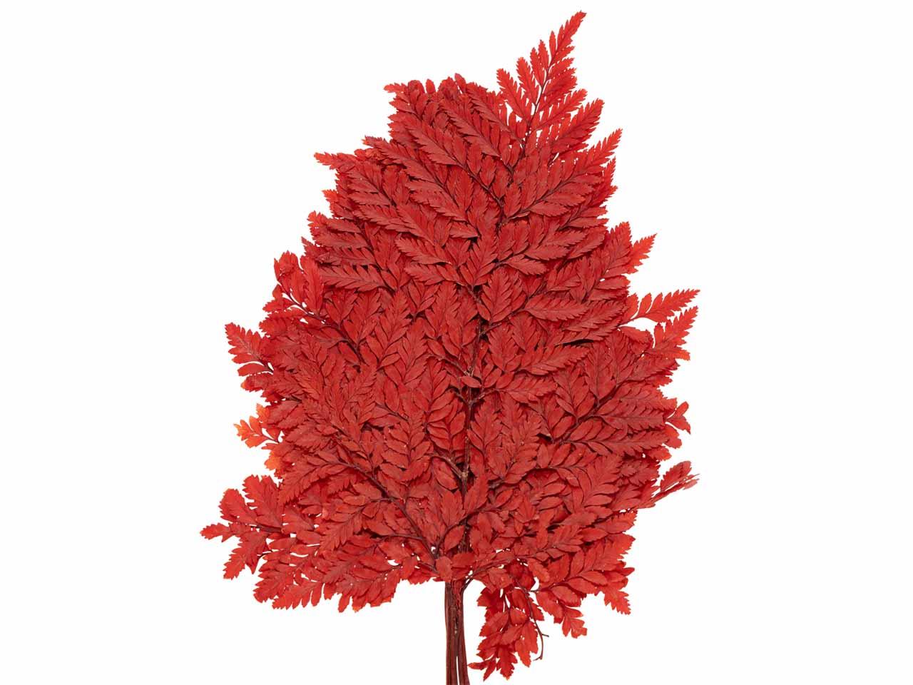 Farnwedel rot L65-70cm 10Stück im Bund